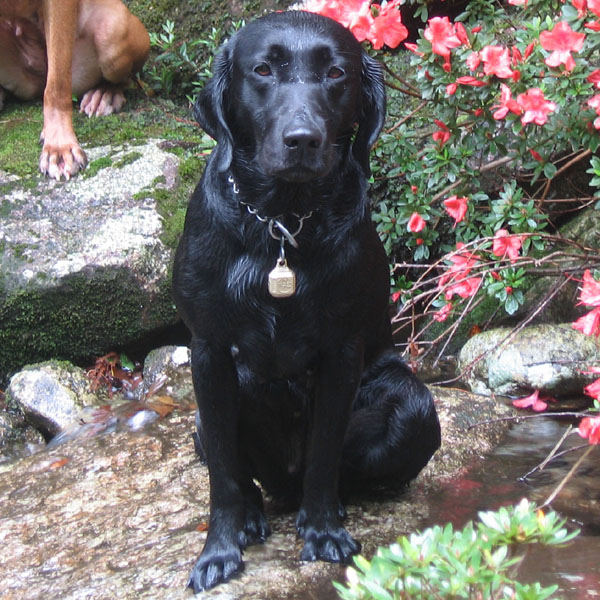 Honeybee of Silver Spot