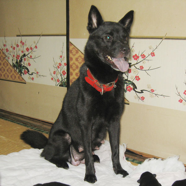 ���v�̕��P