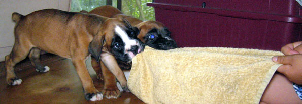 �e�������iAnsa & Altman�j�ƃ^�I���̈������荇��