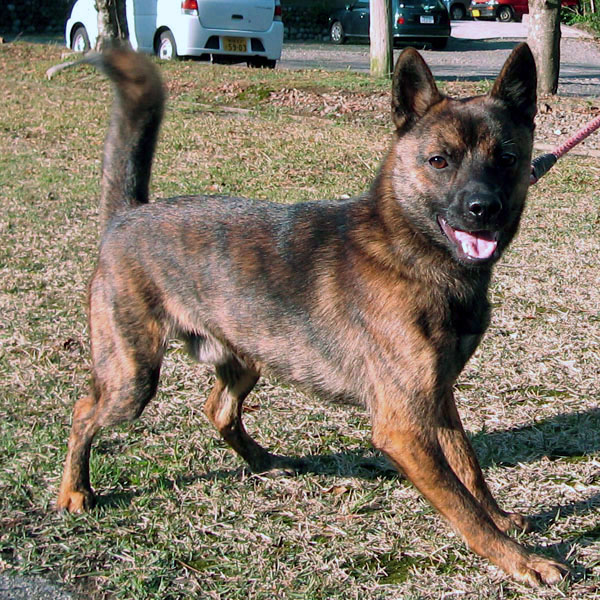 ���v�̎ᎂ�q