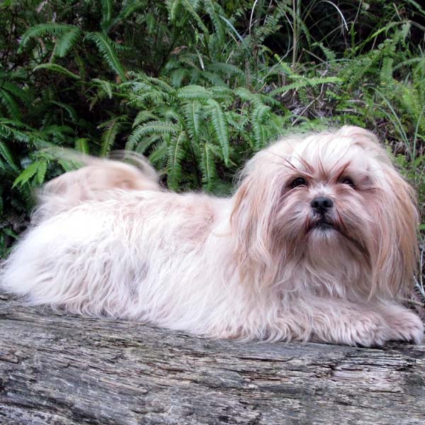 DORJI PRINCESS OF CUPID KATSURA JP