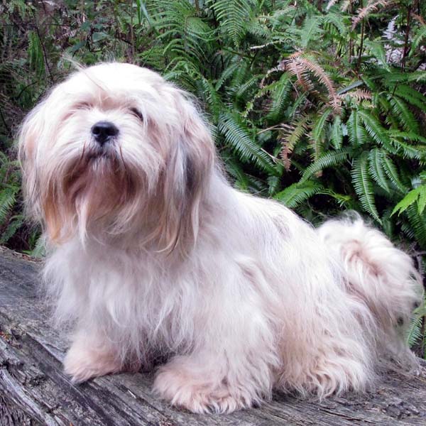 LOVELY KIDS JP CABBY