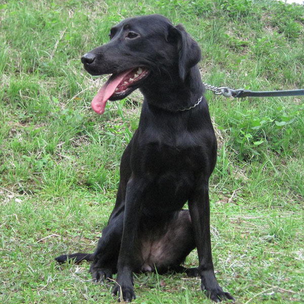 ST. LAB RING JP MIRACLE MARINE