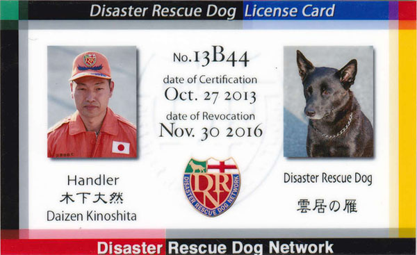 DISASTER RESCUE DOG LICENSE CARD�i�\�j
No.13B44
date of Certification Oct. 27 2013
date of Revocation Nov. 30 2016
Handler �؉� ��R Daizen Kinoshita
Disaster Rescue Dog �_���̊�
Disaster Rescue Dog Network