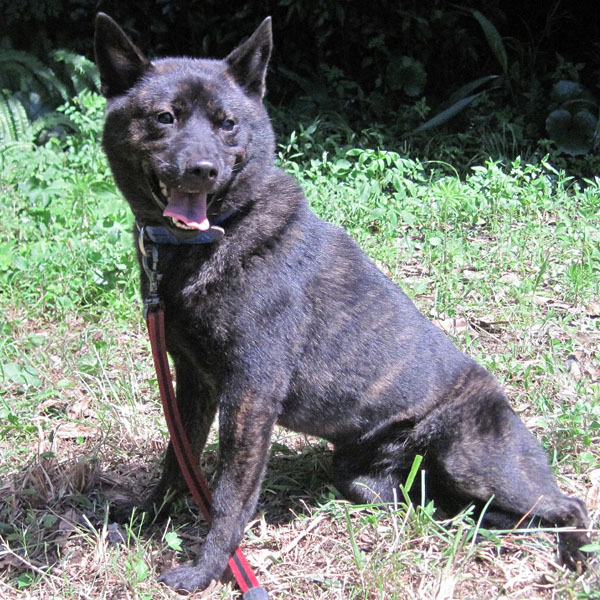 �Èɖ����T�g