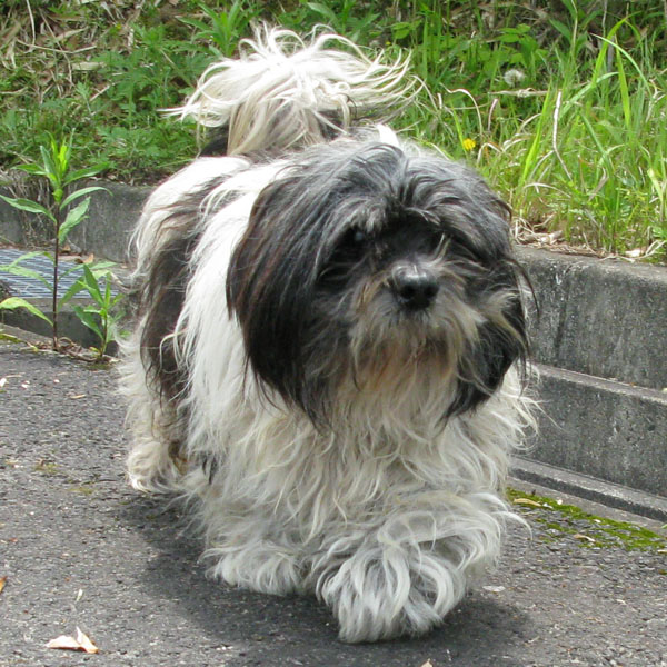 NEREUS OF INAMURA FARM JP