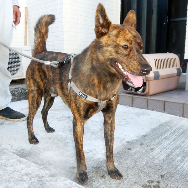 �����}�b�N�X