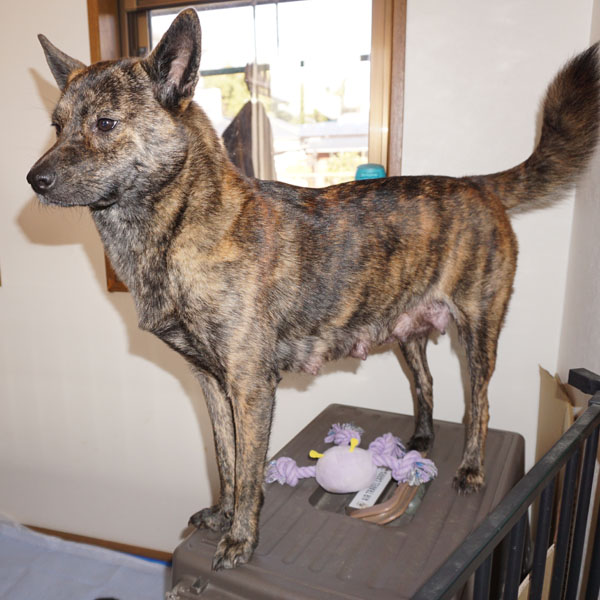 �L�O���T��