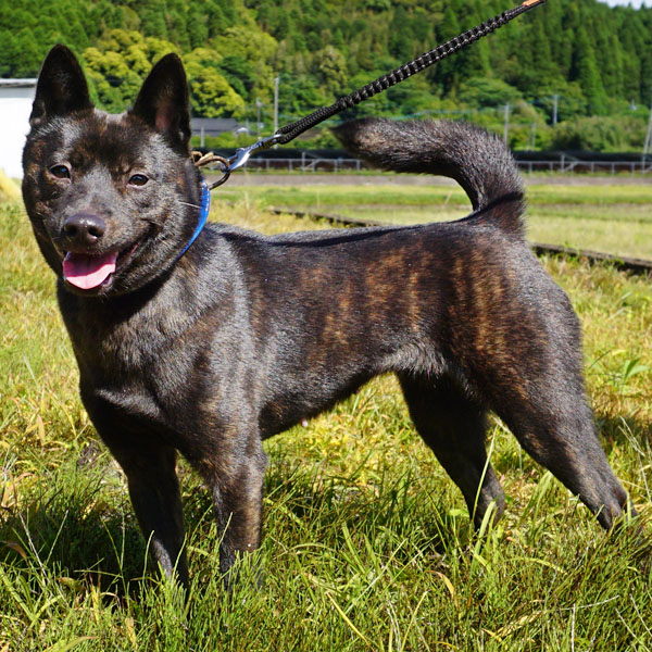 �}�O���T��