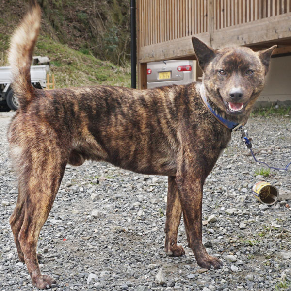 �}�O���T��