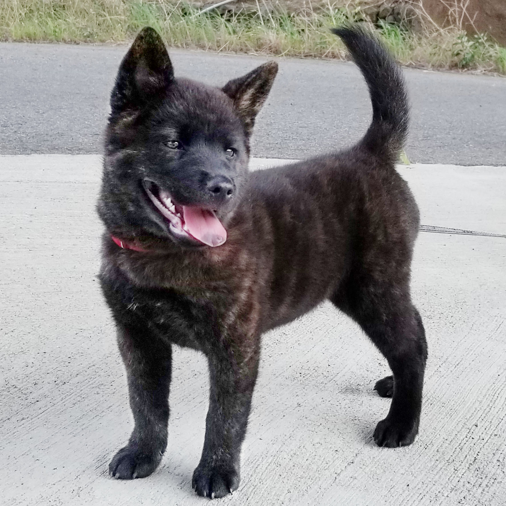 �I�m���C�z