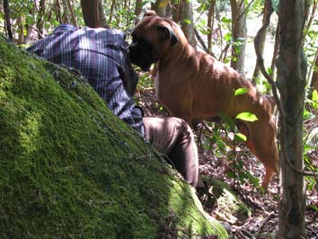 �w���p�[��{���o���Ėi���郌��