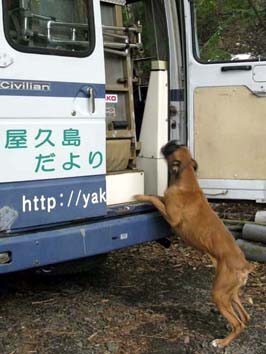 �w���p�[��{���o���Ėi���郌��