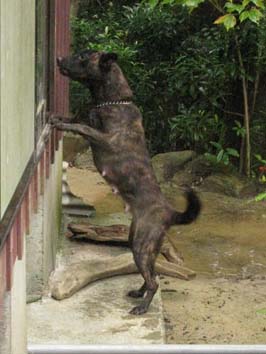 �w���p�[��{���o���Ėi����_���̊�i�Q���j