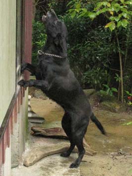 �w���p�[��{���o���Ėi����_���̊�i�Q���j