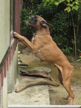 �w���p�[��{���o���Ėi����_���̊�i�Q���j