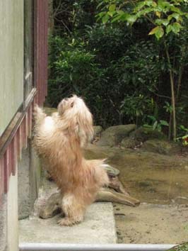 �w���p�[��{���o���Ėi����_���̊�i�Q���j