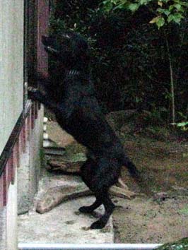 �w���p�[��{���o���Ėi����_���̊�i�Q���j